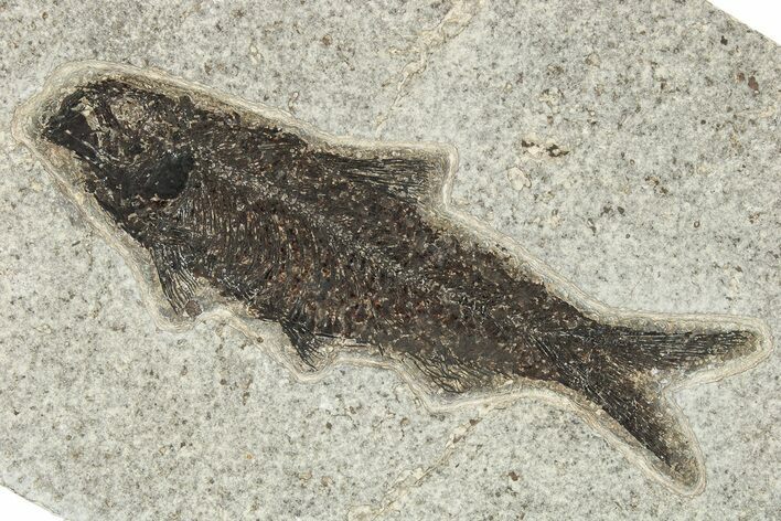 Fossil Fish (Knightia) - Wyoming #222840